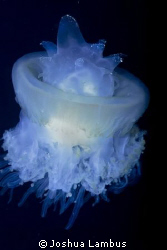 Crowned Jellyfish by Joshua Lambus 